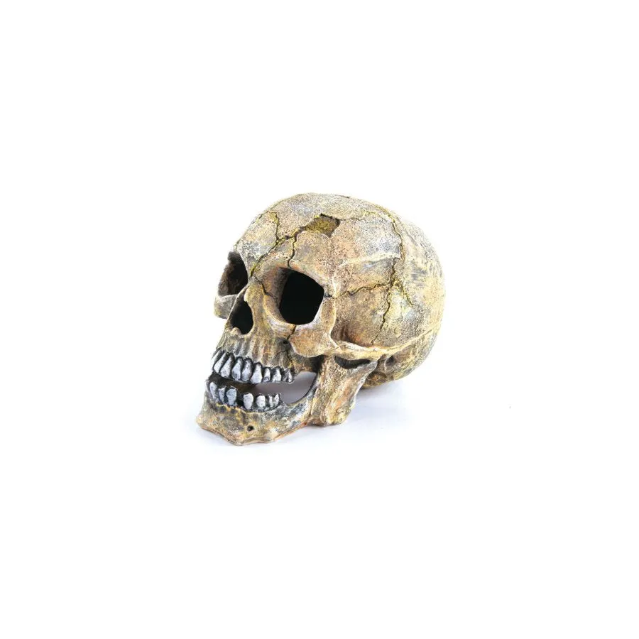 Kazoo Skull