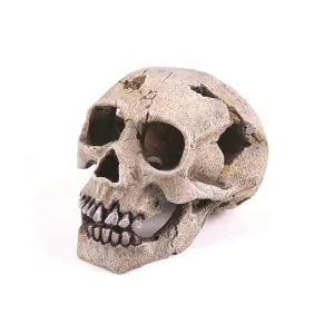 Kazoo Skull